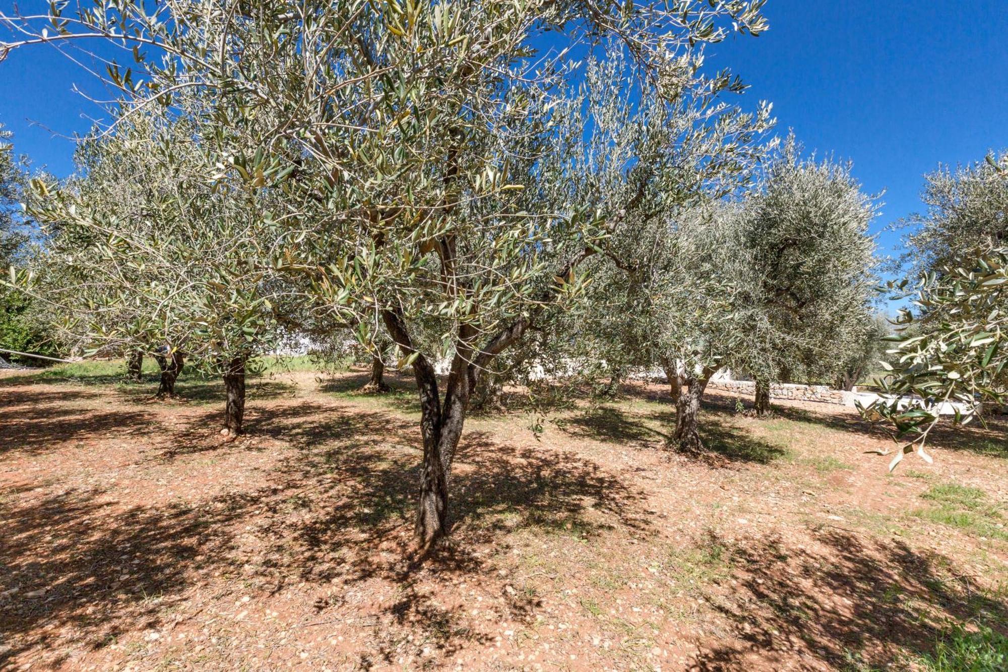 Trulli Ulivo Di Puglia By Barbarhouse Villa Селва ди Фасано Екстериор снимка
